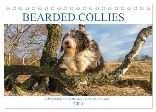 BEARDED COLLIES 2025 (Tischkalender 2025 DIN A5 quer), CALVENDO Monatskalender: Liebenswerter und cleverer Hütehund von CALVENDO