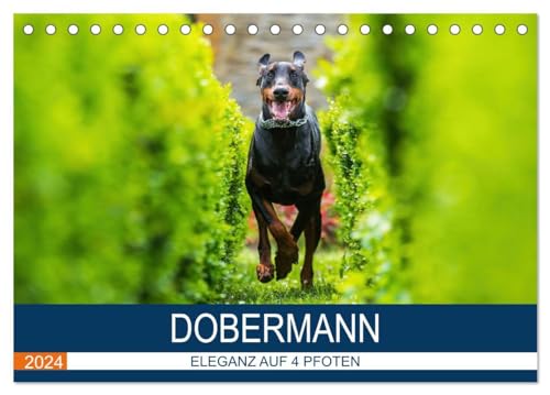 Dobermann 2024 (Tischkalender 2024 DIN A5 quer), CALVENDO Monatskalender: Eleganz auf 4 Pfoten von CALVENDO