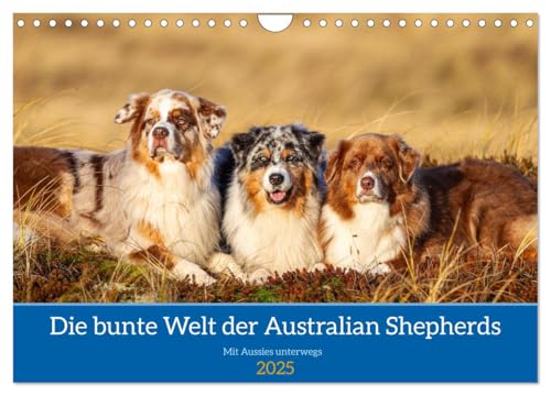Mit Aussies unterwegs - Die bunte Welt der Australian Shepherds (Wandkalender 2025 DIN A4 quer), CALVENDO Monatskalender von CALVENDO