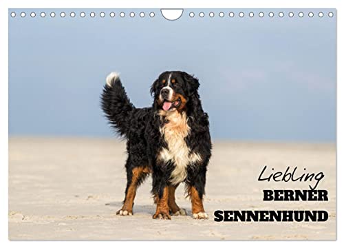 Liebling BERNER SENNENHUND (Wandkalender 2025 DIN A4 quer), CALVENDO Monatskalender von CALVENDO