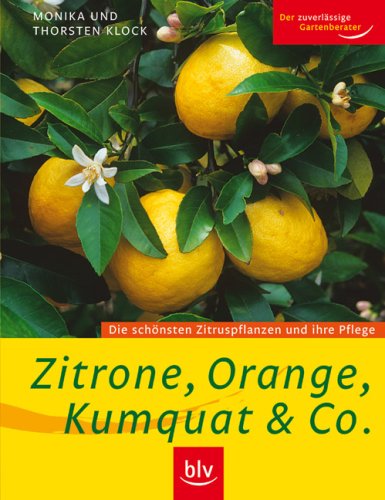 Zitrone, Orange, Kumquat & Co.: Die schönsten Zitruspflanzen und ihre Pflege