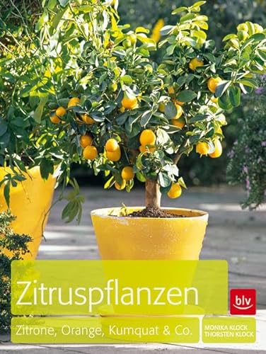 Zitruspflanzen: Zitrone, Orange, Kumquat & Co.