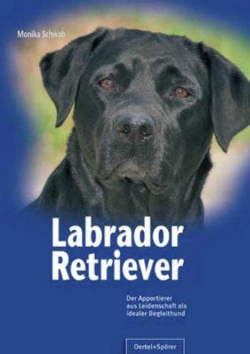 Labrador Retriever: Der Apportierer aus Leidenschaft als idealer Begleithund