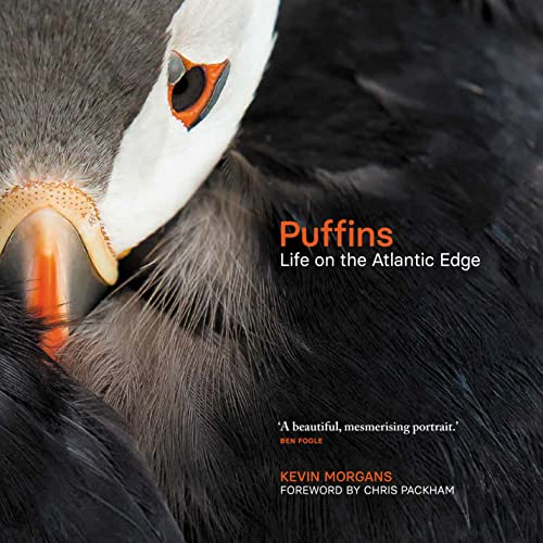Puffins: Life on the Atlantic Edge von Sandstone Press Ltd