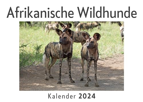 Afrikanische Wildhunde (Wandkalender 2024, Kalender DIN A4 quer, Monatskalender im Querformat mit Kalendarium, Das perfekte Geschenk)