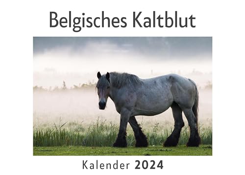 Belgisches Kaltblut (Wandkalender 2024, Kalender DIN A4 quer, Monatskalender im Querformat mit Kalendarium, Das perfekte Geschenk) von 27amigos