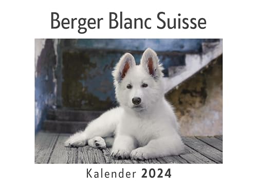 Berger Blanc Suisse (Wandkalender 2024, Kalender DIN A4 quer, Monatskalender im Querformat mit Kalendarium, Das perfekte Geschenk)
