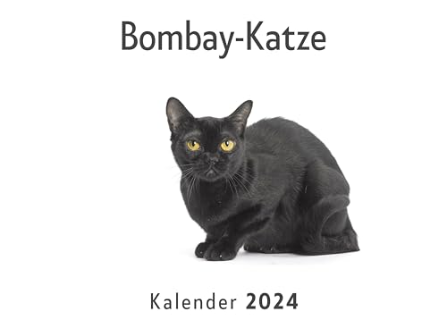 Bombay-Katze (Wandkalender 2024, Kalender DIN A4 quer, Monatskalender im Querformat mit Kalendarium, Das perfekte Geschenk) von 27amigos