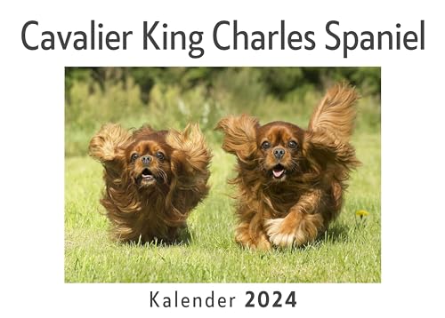 Cavalier King Charles Spaniel (Wandkalender 2024, Kalender DIN A4 quer, Monatskalender im Querformat mit Kalendarium, Das perfekte Geschenk)