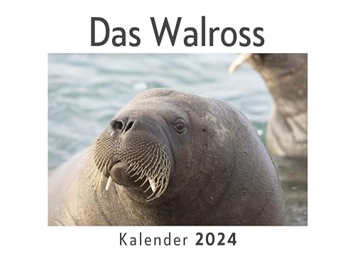 Das Walross (Wandkalender 2024, Kalender DIN A4 quer, Monatskalender im Querformat mit Kalendarium, Das perfekte Geschenk)