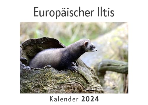 Europäischer Iltis (Wandkalender 2024, Kalender DIN A4 quer, Monatskalender im Querformat mit Kalendarium, Das perfekte Geschenk)