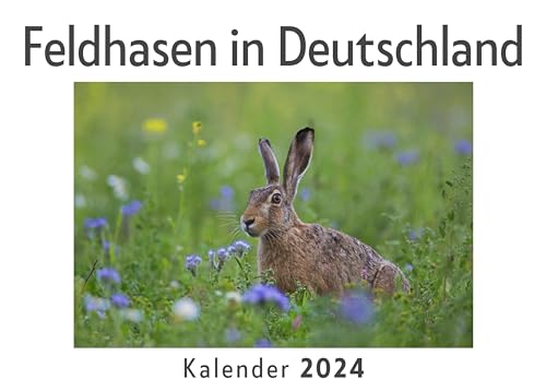 Feldhasen in Deutschland (Wandkalender 2024, Kalender DIN A4 quer, Monatskalender im Querformat mit Kalendarium, Das perfekte Geschenk)