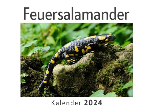 Feuersalamander (Wandkalender 2024, Kalender DIN A4 quer, Monatskalender im Querformat mit Kalendarium, Das perfekte Geschenk)