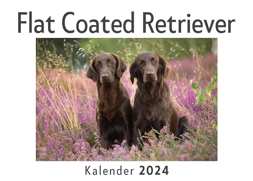 Flat Coated Retriever (Wandkalender 2024, Kalender DIN A4 quer, Monatskalender im Querformat mit Kalendarium, Das perfekte Geschenk)