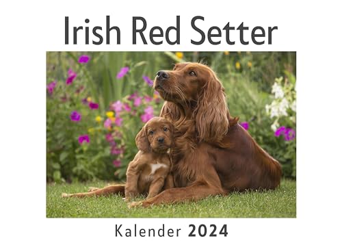 Irish Red Setter (Wandkalender 2024, Kalender DIN A4 quer, Monatskalender im Querformat mit Kalendarium, Das perfekte Geschenk)