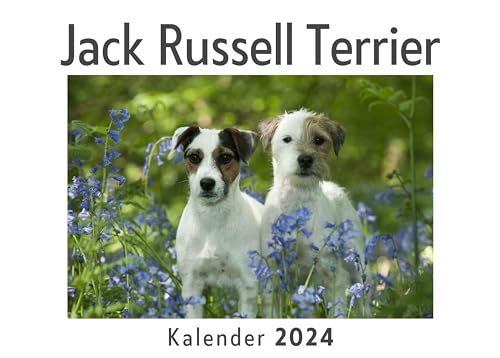 Jack Russell Terrier (Wandkalender 2024, Kalender DIN A4 quer, Monatskalender im Querformat mit Kalendarium, Das perfekte Geschenk)