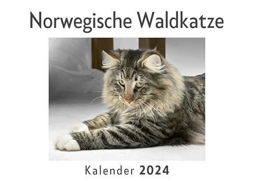 Norwegische Waldkatze (Wandkalender 2024, Kalender DIN A4 quer, Monatskalender im Querformat mit Kalendarium, Das perfekte Geschenk)