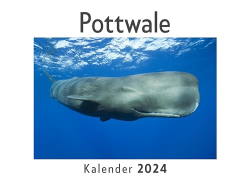 Pottwale (Wandkalender 2024, Kalender DIN A4 quer, Monatskalender im Querformat mit Kalendarium, Das perfekte Geschenk)