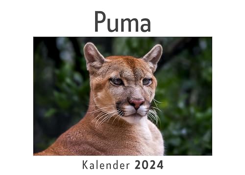 Puma (Wandkalender 2024, Kalender DIN A4 quer, Monatskalender im Querformat mit Kalendarium, Das perfekte Geschenk)