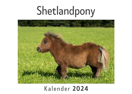 Shetlandpony (Wandkalender 2024, Kalender DIN A4 quer, Monatskalender im Querformat mit Kalendarium, Das perfekte Geschenk)