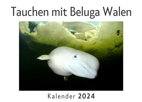 Tauchen mit Beluga Walen (Wandkalender 2024, Kalender DIN A4 quer, Monatskalender im Querformat mit Kalendarium, Das perfekte Geschenk)
