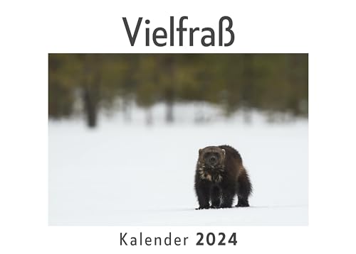 Vielfraß (Wandkalender 2024, Kalender DIN A4 quer, Monatskalender im Querformat mit Kalendarium, Das perfekte Geschenk)