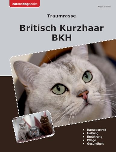 Traumrasse Britisch Kurzhaar: BKH