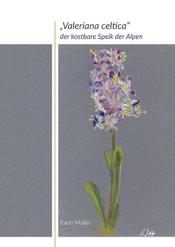 „Valeriana celtica“: der kostbare Speik der Alpen
