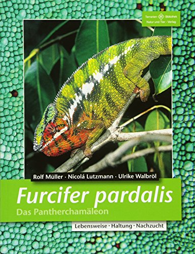 Furcifer pardalis. Das Pantherchamäleon