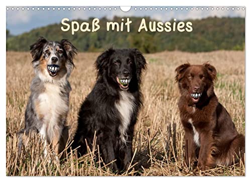 Spaß mit Aussies (Wandkalender 2023 DIN A3 quer): Mit Australian Shepherds lachen und Spaß haben (Monatskalender, 14 Seiten ) (CALVENDO Tiere) von CALVENDO