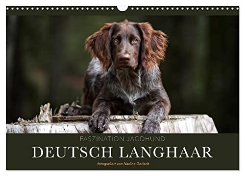 Faszination Jagdhund - Deutsch Langhaar (Wandkalender 2024 DIN A3 quer), CALVENDO Monatskalender