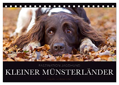 Faszination Jagdhund - Kleiner Münsterländer (Tischkalender 2024 DIN A5 quer), CALVENDO Monatskalender von CALVENDO