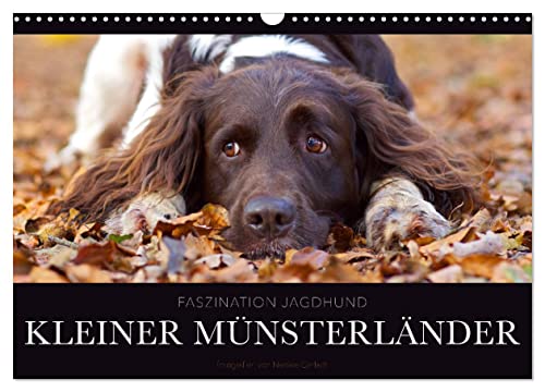 Faszination Jagdhund - Kleiner Münsterländer (Wandkalender 2024 DIN A3 quer), CALVENDO Monatskalender von CALVENDO