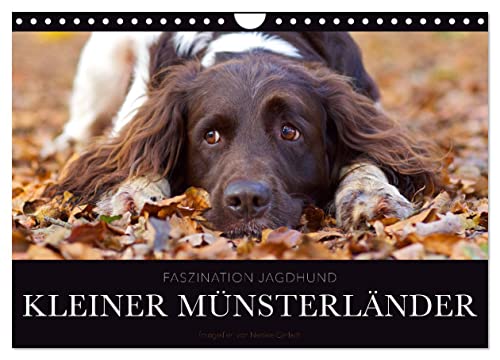 Faszination Jagdhund - Kleiner Münsterländer (Wandkalender 2024 DIN A4 quer), CALVENDO Monatskalender von CALVENDO
