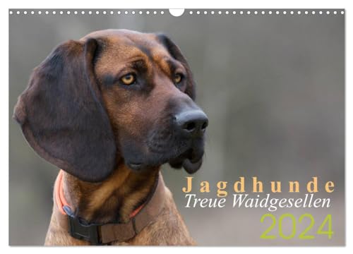 Jagdhunde - Treue Waidgesellen (Wandkalender 2024 DIN A3 quer), CALVENDO Monatskalender: Jagdhundeportraits von CALVENDO