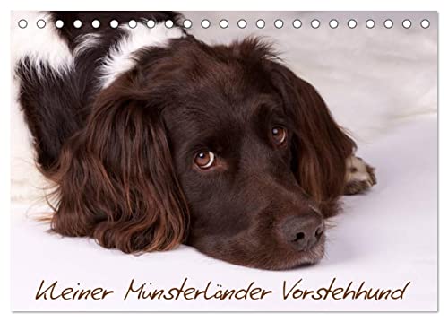 Kleiner Münsterländer Vorstehhund (Tischkalender 2024 DIN A5 quer), CALVENDO Monatskalender von CALVENDO