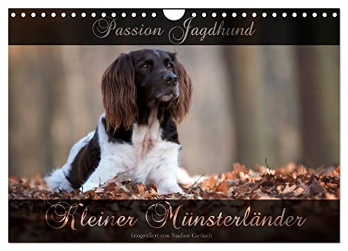Passion Jagdhund - Kleiner Münsterländer (Wandkalender 2024 DIN A4 quer), CALVENDO Monatskalender von CALVENDO