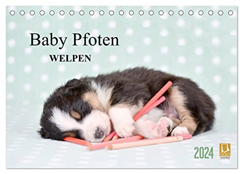 Baby Pfoten (Tischkalender 2024 DIN A5 quer), CALVENDO Monatskalender