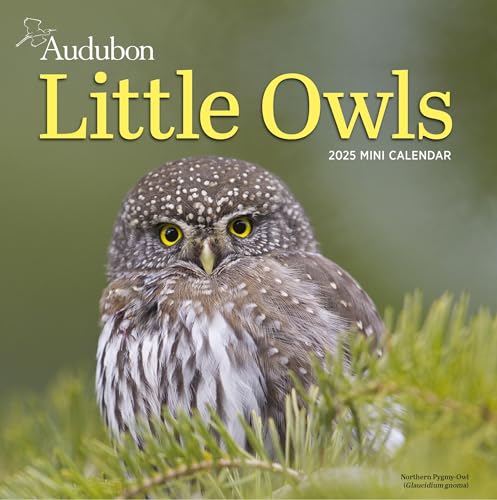 Audubon Little Owls Mini Wall Calendar 2025: A Year of Fluffy and Round Owls von Workman Publishing