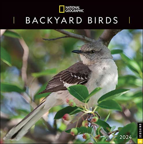 National Geographic Backyard Birds 2024 Calendar