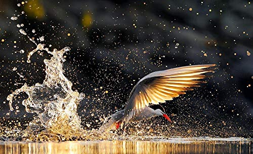 Wildlife: Fotografien des Jahres Portfolio 22 Wildlife: Fotografien des Jahres Portfolio 22