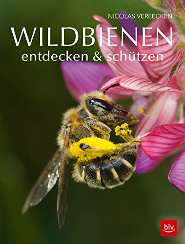 Wildbienen entdecken & schützen: Aktive Bienenhilfe: Lebensräume schützen! (BLV Bienen & Imkern) von Gräfe und Unzer