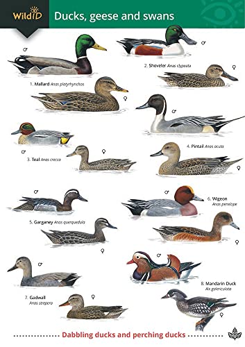 Ducks, Geese and Swans von Field Studies Council