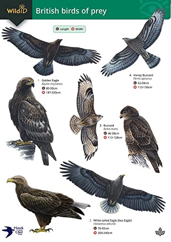Guide to British Birds of Prey von Field Studies Council
