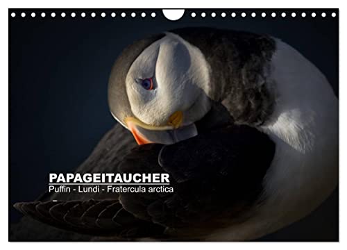 Papageitaucher: Puffin - Lundi - Fratercula arctica (Wandkalender 2024 DIN A4 quer), CALVENDO Monatskalender von CALVENDO