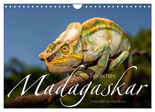 Tierisches Madagaskar (Wandkalender 2025 DIN A4 quer), CALVENDO Monatskalender
