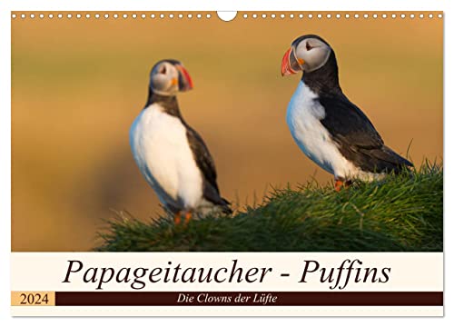 Papageitaucher - Puffins (Wandkalender 2024 DIN A3 quer), CALVENDO Monatskalender von CALVENDO