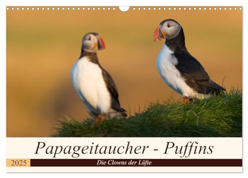 Papageitaucher - Puffins (Wandkalender 2025 DIN A3 quer), CALVENDO Monatskalender von CALVENDO