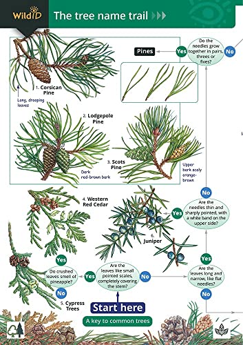 Tree Name Trail: A Key to Common Trees (Field Studies Council Occasional Publications S.) von Field Studies Council