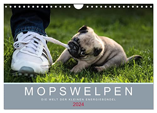 Mopswelpen (Wandkalender 2024 DIN A4 quer), CALVENDO Monatskalender von CALVENDO